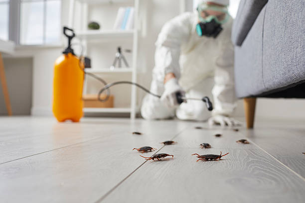 Post-Treatment Bed Bug Interceptor Monitoring in Kayak Point